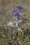 Eryngium amethystinum