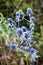 Eryngium blue eryngo, flat sea holly flower growing on meadow