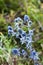 Eryngium blue eryngo, flat sea holly flower growing on meadow