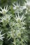 Eryngium bourgatii herbaceous perennial growing flowers, spiny flowering plant