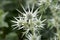 Eryngium bourgatii herbaceous perennial growing flowers, spiny flowering plant