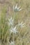 Eryngium bourgatii Mediterranean sea holly bluish-green mountain thistle with large spike-shaped leaves and unfocused green