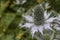 Eryngium campestre