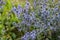 Eryngium campestre, eryngo flowers, close up.