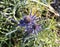 Eryngium Cobalt Star