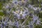 Eryngium \'cobalt star\'