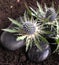 Eryngium flowers with dark stones