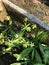 Eryngium foetidum or Culantro or Recao or Shadow beni or Mexican coriander or Long coriander or Sawtooth coriander.