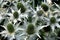 Eryngium giganteum \'Silver Ghost\' / tall eryngo