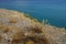 Eryngium glomeratum grows on the Mediterranean coast in September. Rhodes Island, Greece