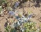 Eryngium maritimum, sea holly