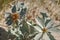 Eryngium maritimum or sea holly plant on Baltic beach