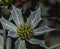 Eryngium maritimum, sea holly or seaside eryngo