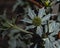 Eryngium maritimum, sea holly or seaside eryngo