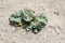 Eryngium maritimum, the sea holly or seaside eryngo