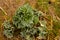 Eryngium maritimum or sea holly or seaside eryngo plant