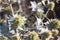 Eryngium Maritimum or seaside thistle, growing wild in the dunes