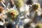 Eryngium Maritimum or seaside thistle, growing wild in the dunes