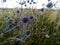 Eryngium officinale, blue-headed field flower on a sunny summer day in the field, selective focus