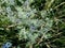 Eryngium officinale, blue-headed field flower on a sunny summer day in the field, selective focus