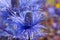 Eryngium oliverianum Sea Holly flower, blue plant