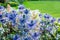 Eryngium oliverianum, Sea Holly flower in the garden