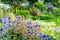 Eryngium oliverianum, Sea Holly flower in the garden