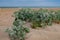 Eryngium plant bushes are growing on clean sand dunes of coastline