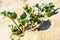 Eryngium plant growing on the sand dunes near ocean. Green prickle leaves of marine plant on the beach, closeup. Sandy