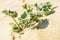 Eryngium plant growing on the sand dunes near ocean. Green prickle leaves of marine plant on the beach, closeup. Sandy