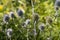 Eryngium planum,  blue eryngo, flat sea holly flowers closeup selective focus