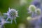 Eryngium planum, the blue eryngo or flat sea holly, is a plant in the family Apiaceae
