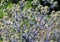 Eryngium planum, the blue eryngo or flat sea holly, is a species of flowering plant