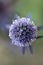 Eryngium planum, the blue eryngo or Mannstreu in German; flowerhead from above