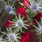 Eryngium planum Blue Sea Holly