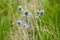 Eryngium planum or Blue Sea Holly in garden. Wild herb plants, thorny healing weeds.