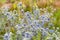 Eryngium planum or Blue Sea Holly in garden. Wild herb plants, thorny healing weeds.