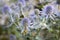 Eryngium planum flowers