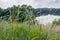 Eryngium planum among high grass on a background of lake