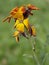 Erysimum aka Wallflower flowers outdoors. Bright and perfumed spring garden plants. Defocussed background.