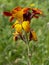 Erysimum aka Wallflower flowers outdoors. Bright and perfumed spring garden plants. Orange and yellow.