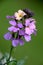 Erysimum bowles mauve, purple spring flower macro in garden
