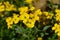 Erysimum Bowles Mauve Yellow, pretty wallflowers
