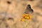 Erysimum bungei and butterfly