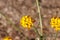 Erysimum Capitatum Bloom - San Jacinto Mtns - 061222