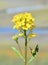 Erysimum cheiranthoides yellow wormseed wallflower flowers closeup