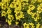 Erysimum cheiri in bloom