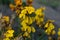 Erysimum cheiri flowers, Cheiranthus cheiri or wallflower