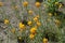 Erysimum cheiri with orange flowers