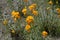 Erysimum cheiri with orange flowers